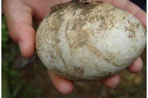 Farmers see peacock eggs!