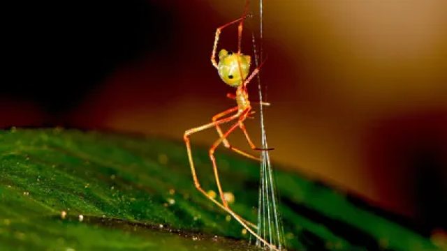 A Remarkable Spider’s Ingenious Web-Cata