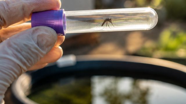 Local Health Authorities Urge Vigilance as West Nile Virus Hits Williamson County
